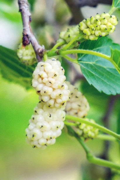 Шелковица белая Медовая со сладкими медовыми ягодами.